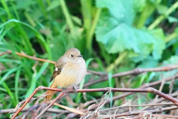 ジョウビタキ 野川 2024年3月13日(水)