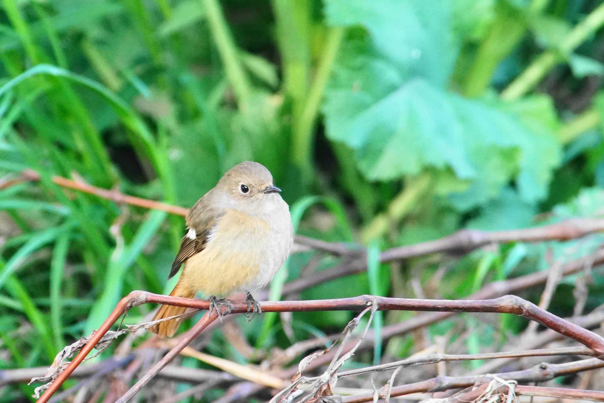 野川 ジョウビタキの写真 by bea