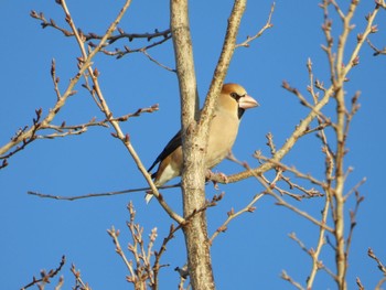 Fri, 1/5/2024 Birding report at まつぶし緑の丘公園