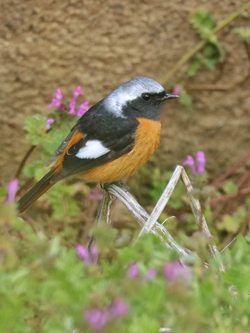 Daurian Redstart Unknown Spots Thu, 3/21/2024