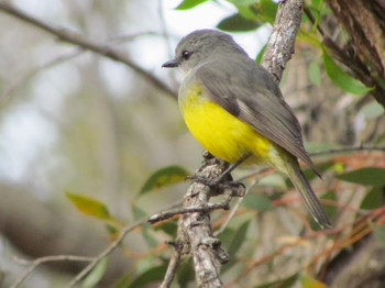 Western Yellow Robin