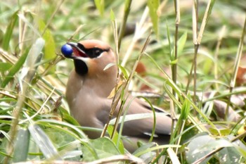 Japanese Waxwing Kitamoto Nature Observation Park Tue, 3/19/2024