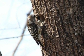 Japanese Pygmy Woodpecker ふれあい松戸川 Sat, 3/16/2024