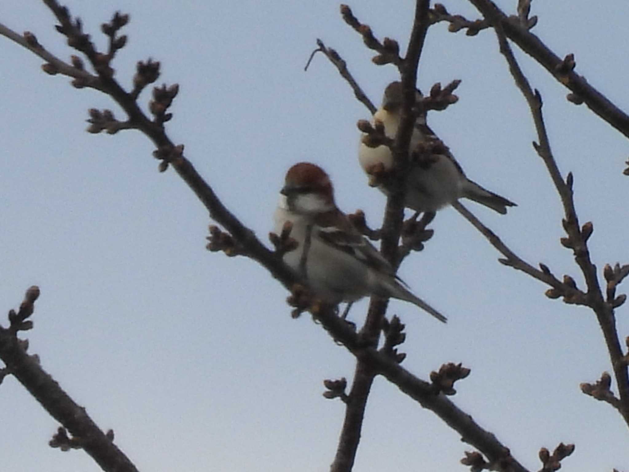 Russet Sparrow