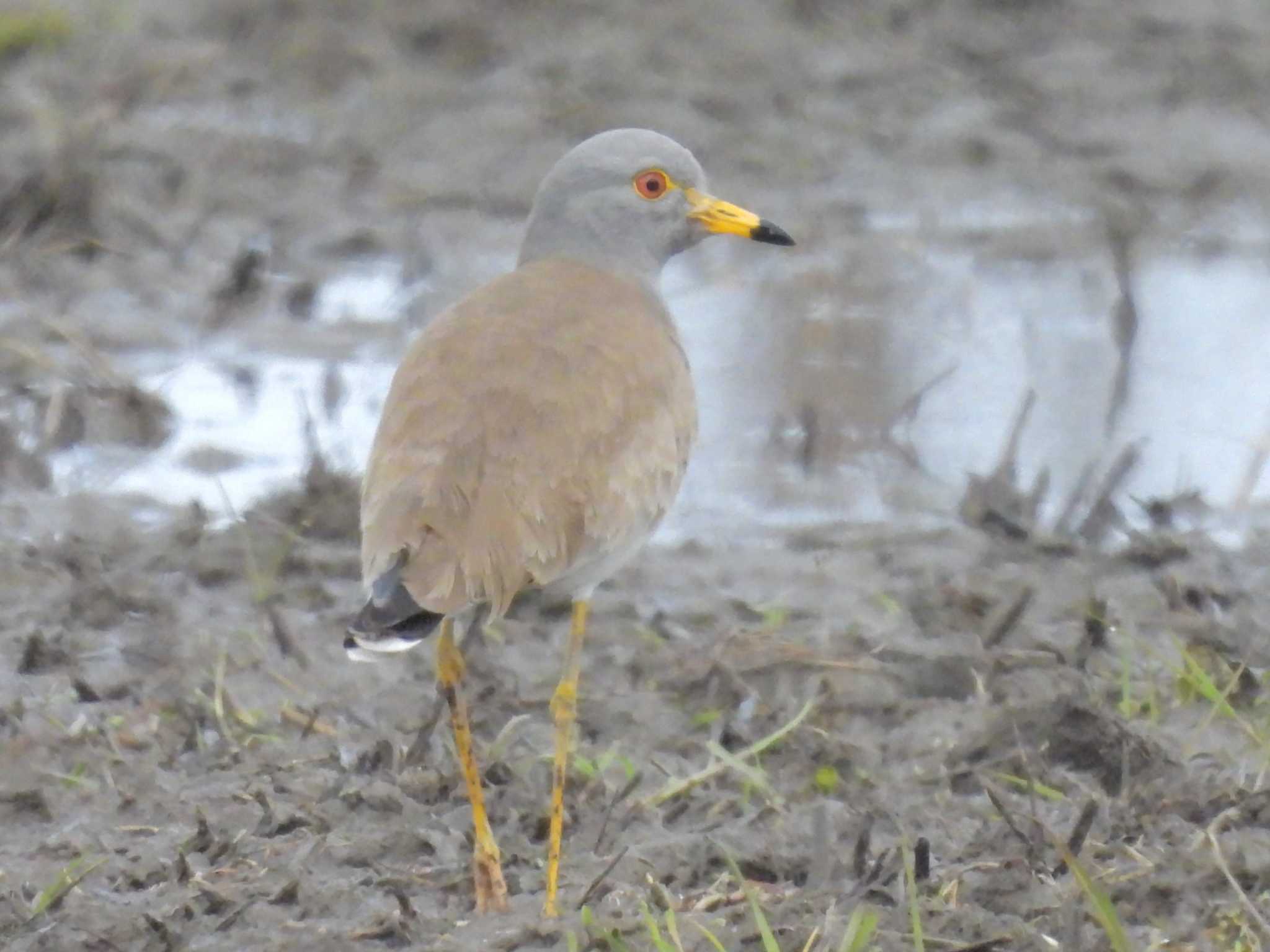 Grey-headed Lapwing