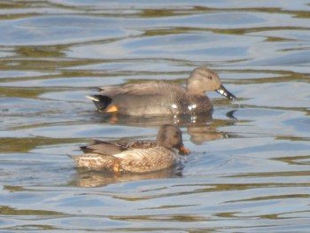 Gadwall 滋賀県米原市 Thu, 3/21/2024