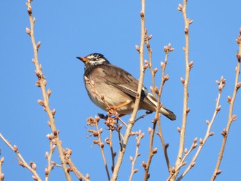 White-cheeked Starling まつぶし緑の丘公園 Fri, 1/5/2024