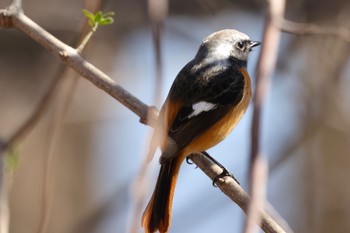 Daurian Redstart 片倉城跡公園 Wed, 3/20/2024