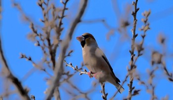 Hawfinch 小笠山総合運動公園 Sun, 3/17/2024