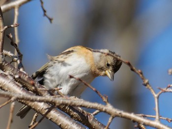 Brambling 秩父 Sat, 3/9/2024