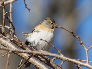 Brambling 秩父 Sat, 3/9/2024