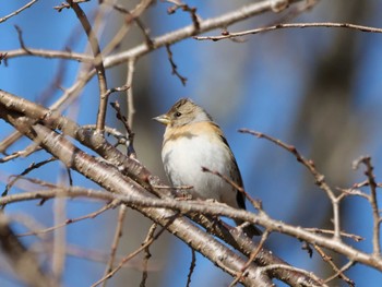 Brambling 秩父 Sat, 3/9/2024