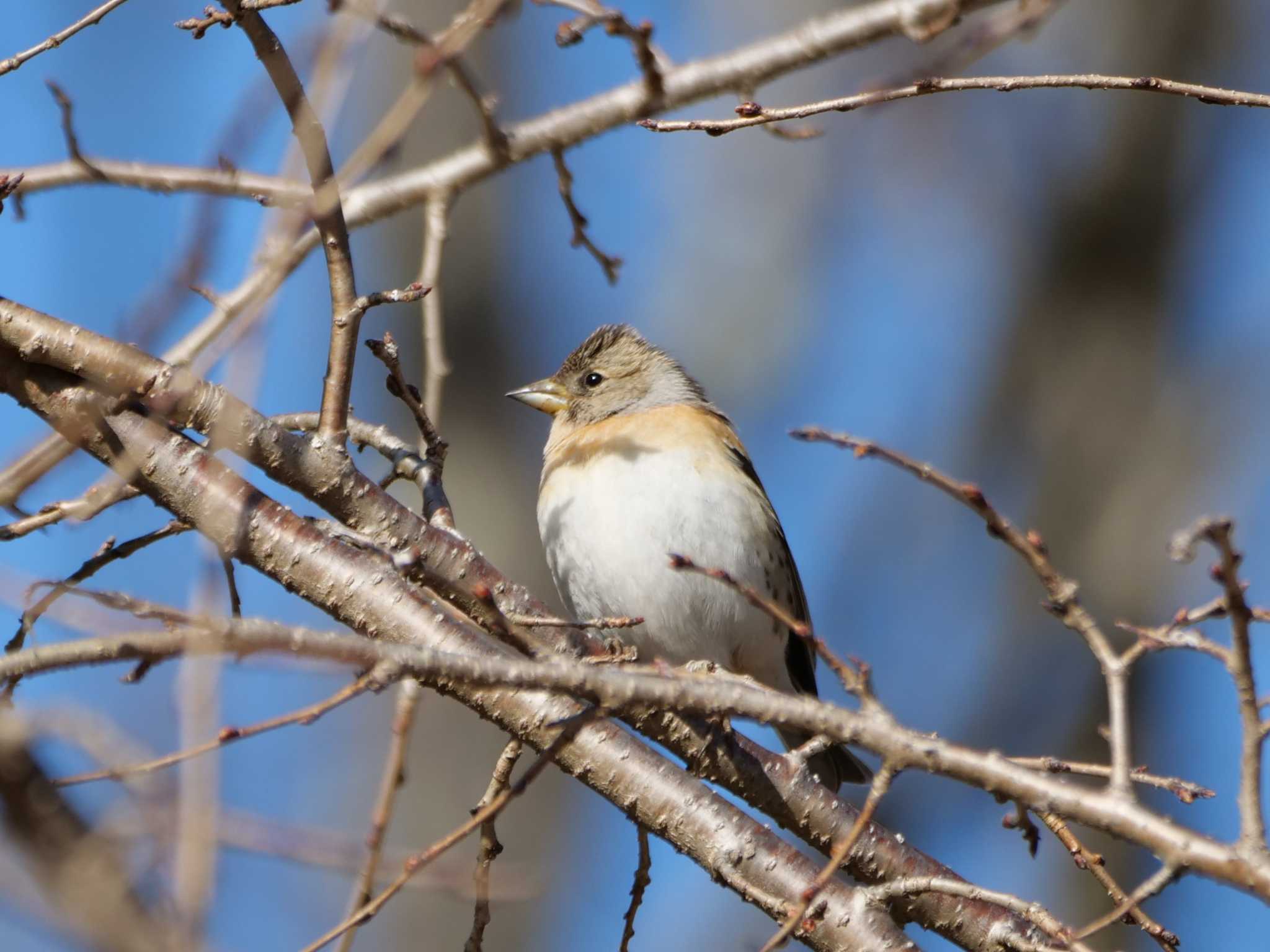 アトリ3態。　山は暗くなるのが早いんだよ・・ by little birds