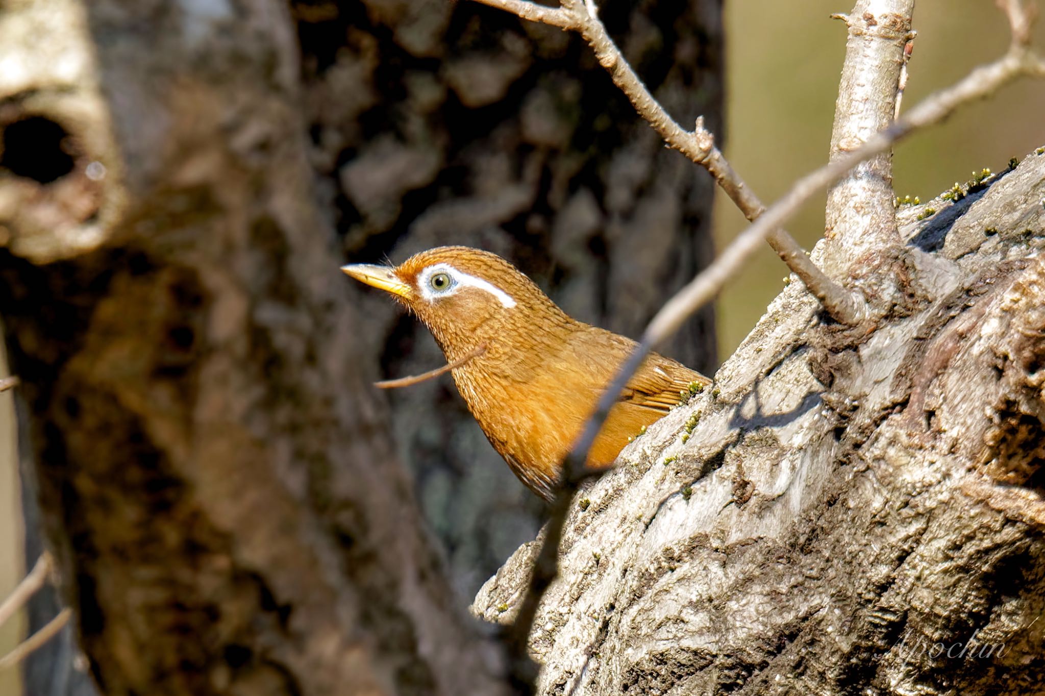 舞岡公園 ガビチョウの写真