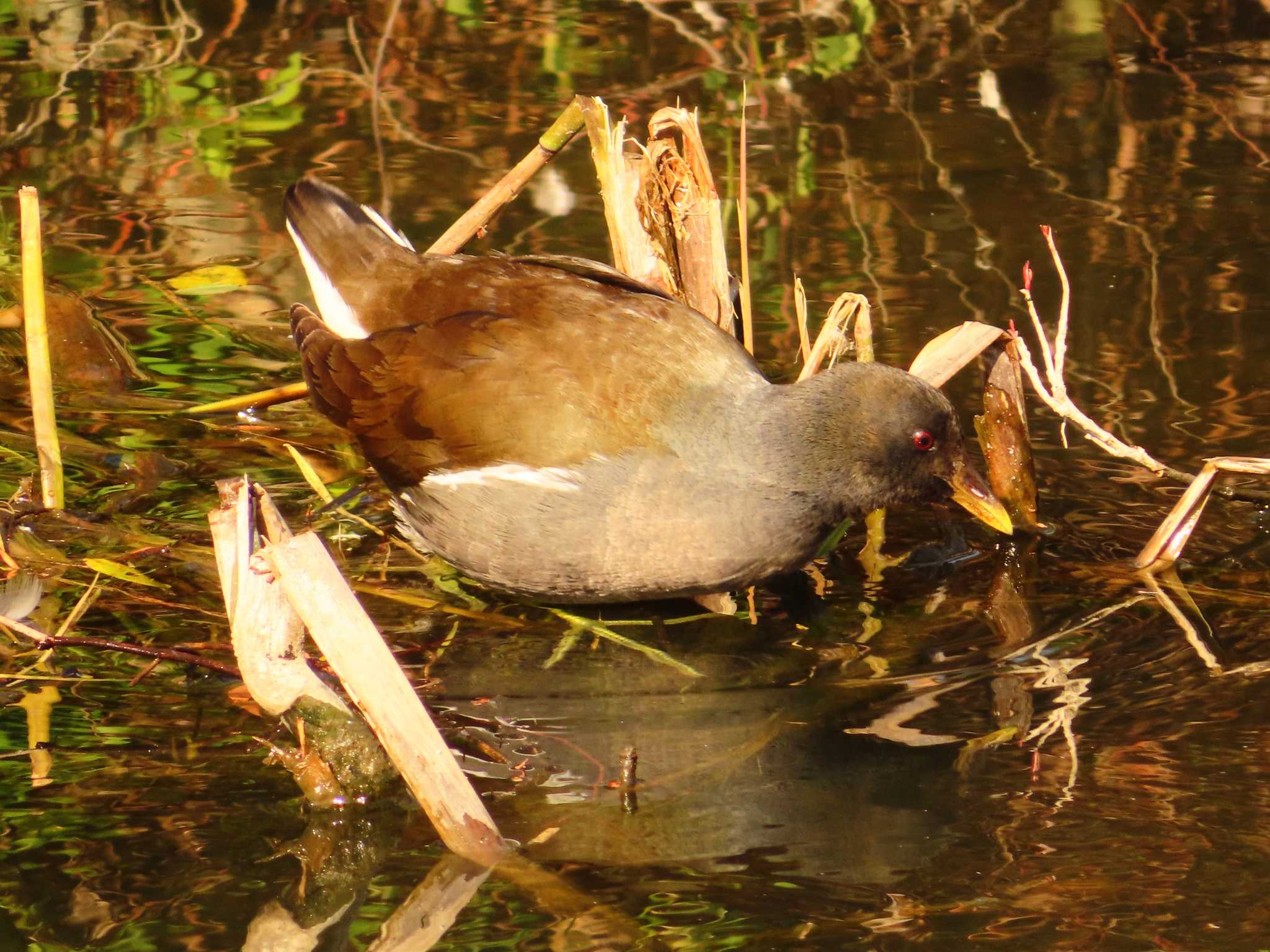 Photo of Common Moorhen at Oizumi Ryokuchi Park by ゆ