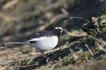 Japanese Wagtail 多摩川 Thu, 3/14/2024