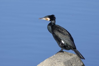 カワウ 多摩川 2024年3月14日(木)