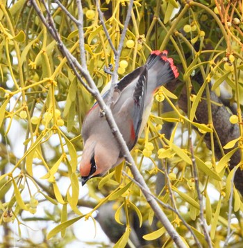 Japanese Waxwing Unknown Spots Sat, 2/17/2024