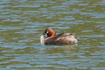 Little Grebe Machida Yakushiike Park Thu, 3/14/2024