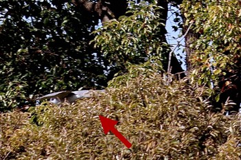 Eurasian Goshawk Rikugien Garden Tue, 3/19/2024