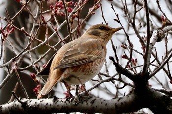 ハチジョウツグミ 六義園 2024年3月19日(火)