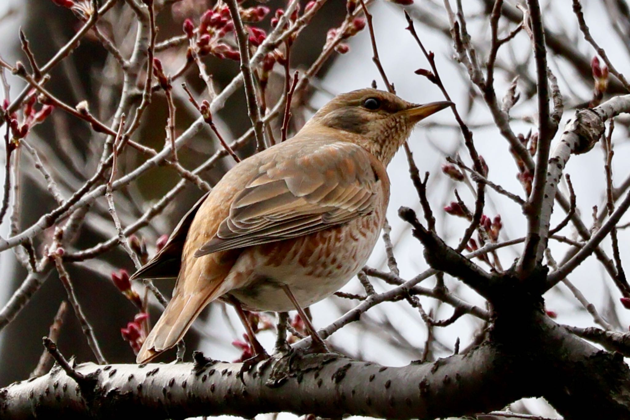 Naumann's Thrush