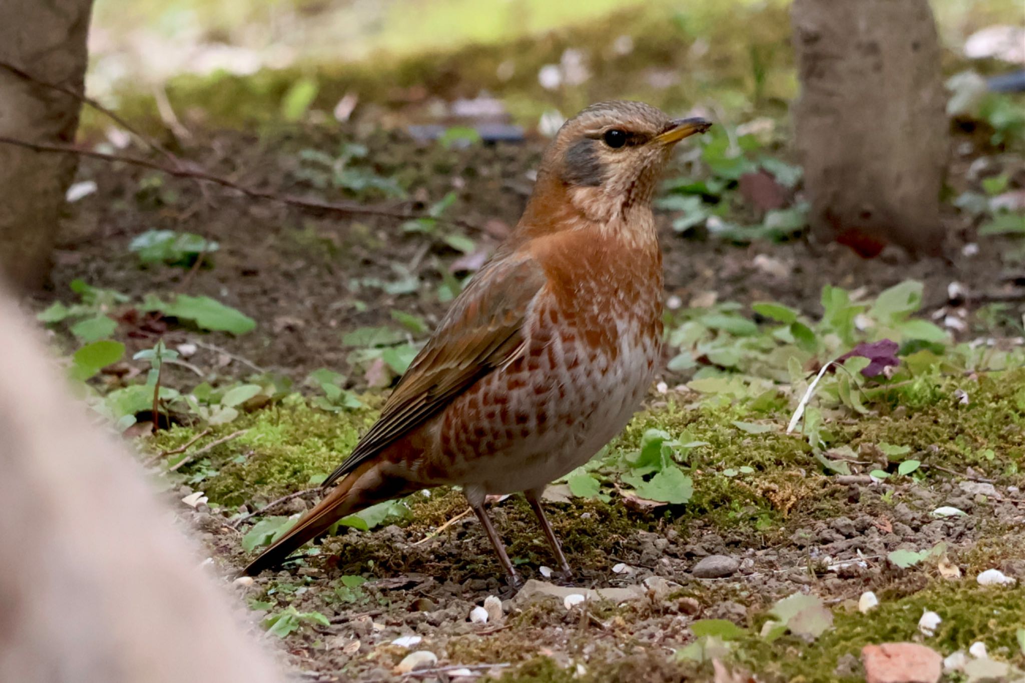 Photo of Naumann's Thrush at Rikugien Garden by カバ山PE太郎