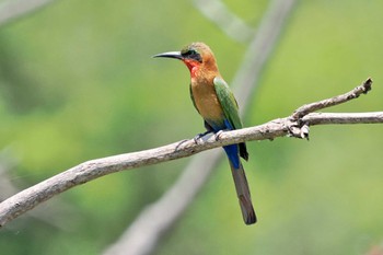 White-fronted Bee-eater