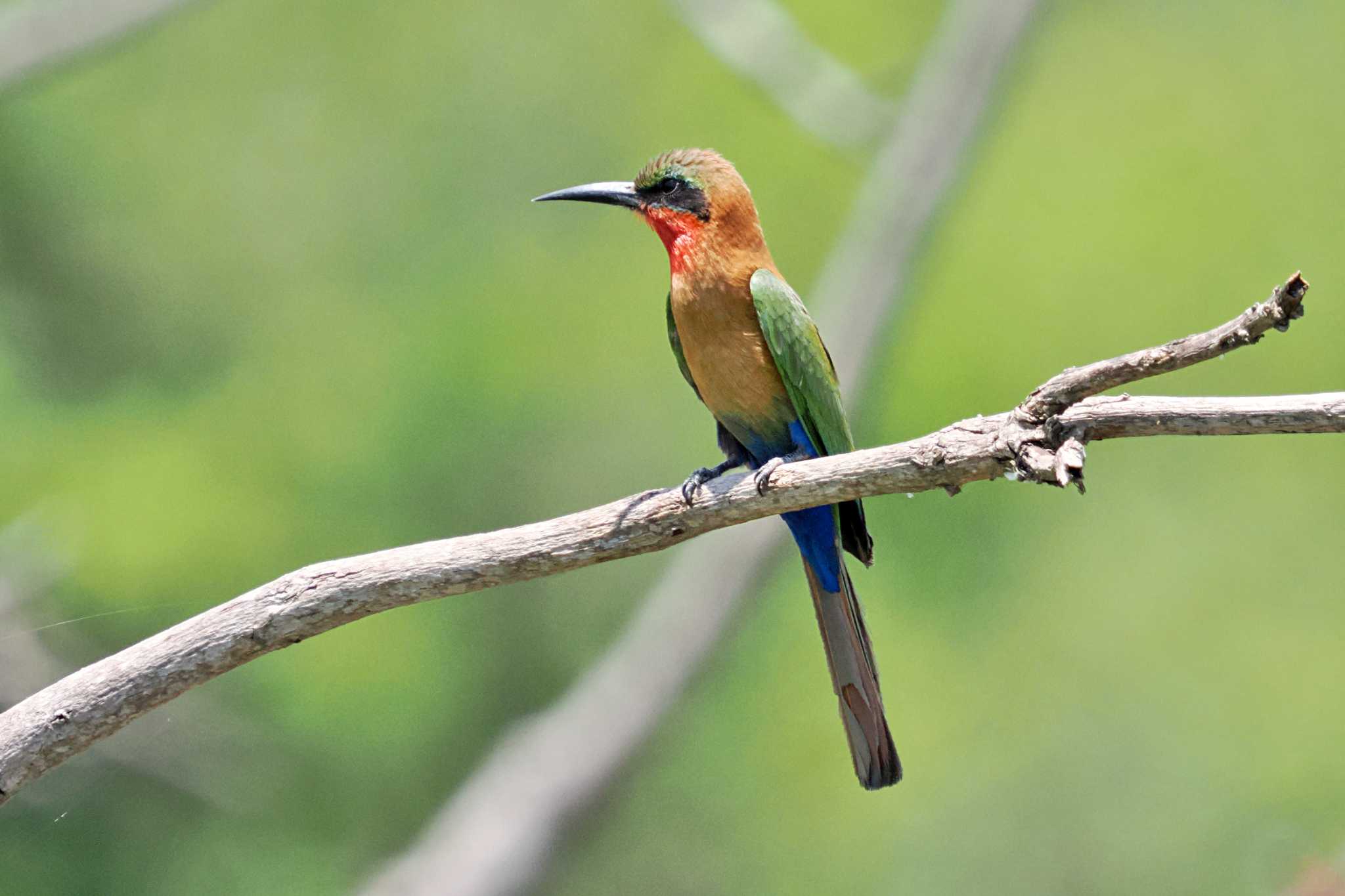 Photo of White-fronted Bee-eater at ウガンダ by 藤原奏冥