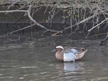 Garganey Unknown Spots Wed, 3/20/2024