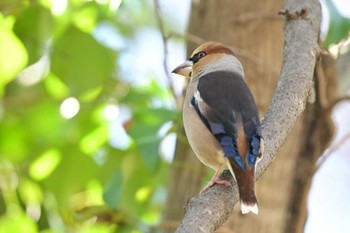 Hawfinch さいたま市 Sun, 3/10/2024