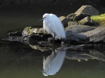 2024年3月21日(木) 京都御苑の野鳥観察記録