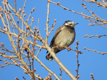 White-cheeked Starling まつぶし緑の丘公園 Fri, 1/5/2024