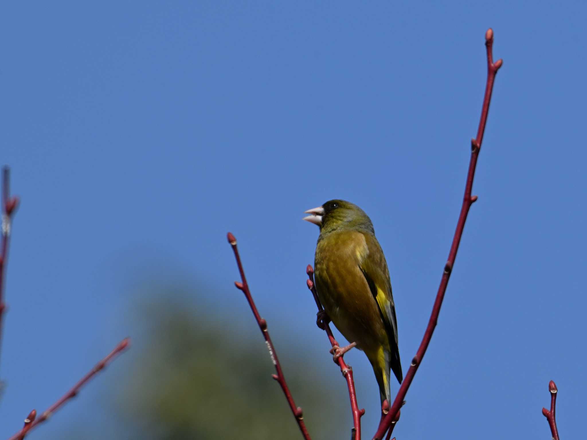 澄み切った大空を背景に鳴きます