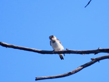 Tree Martin Budderoo National Park, NSW, Australia Sat, 3/9/2024