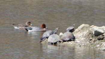 Eurasian Wigeon Nara Park Fri, 3/15/2024