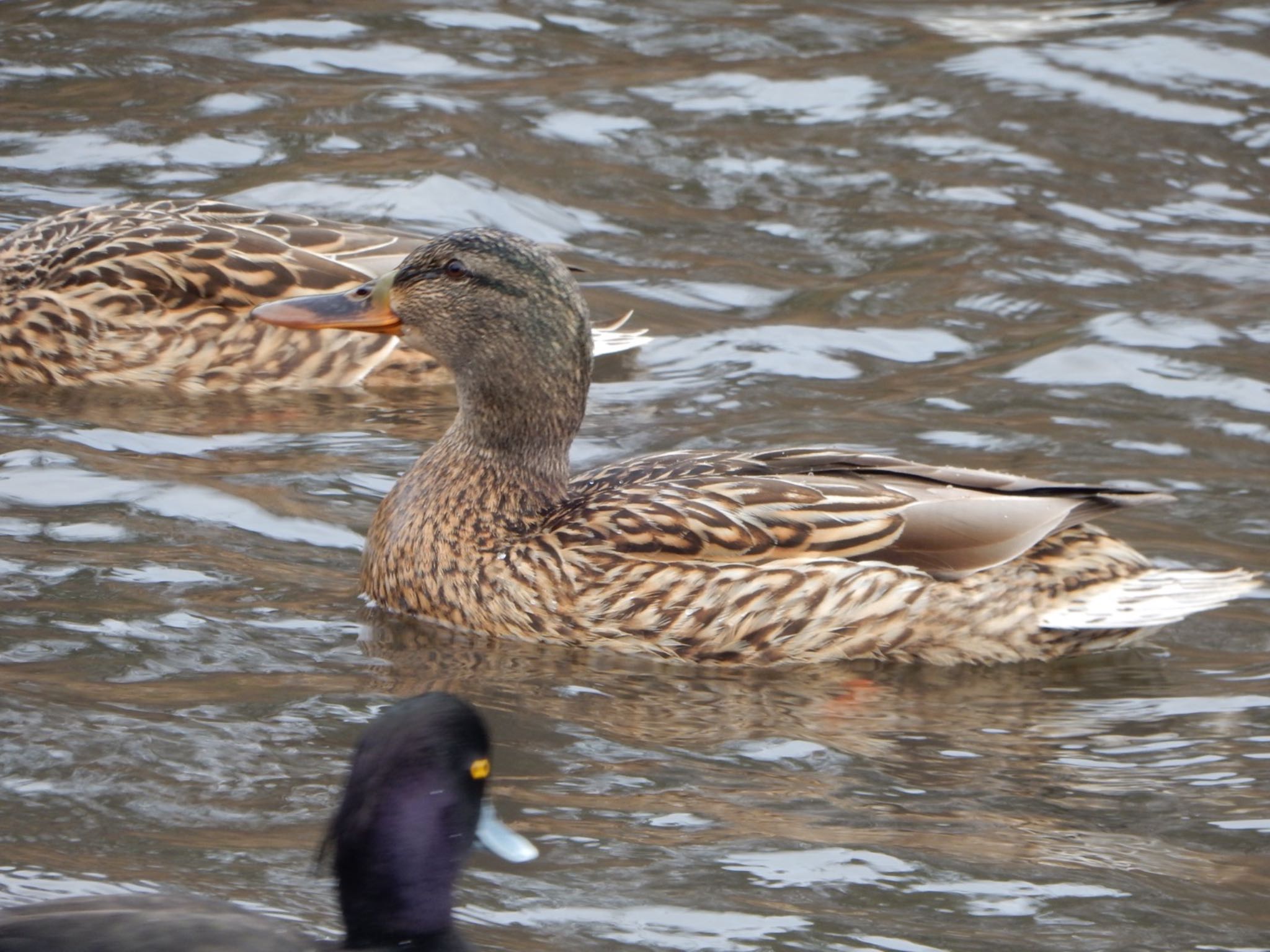 Photo of Mallard at Kodomo Shizen Park by HIKARI  ξ(｡◕ˇ◊ˇ◕｡)ξ