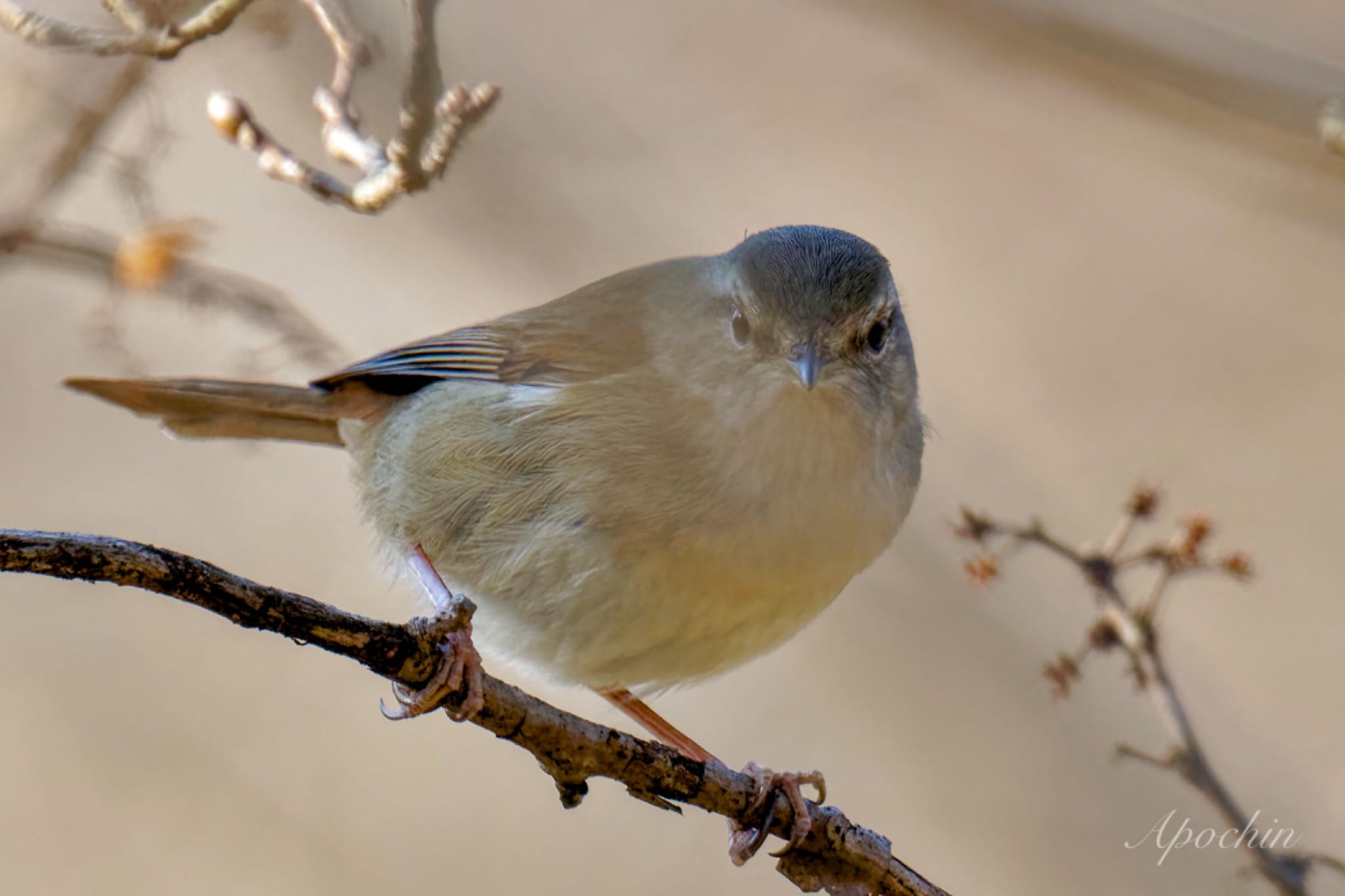 Photo of Japanese Bush Warbler at Maioka Park by アポちん