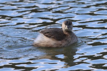 Little Grebe Akashi Park Sun, 2/4/2024