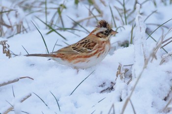 Rustic Bunting Unknown Spots Thu, 3/21/2024