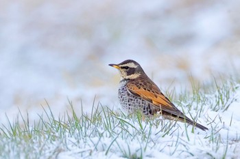 Dusky Thrush Unknown Spots Thu, 3/21/2024