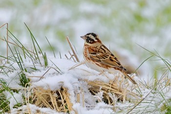 Rustic Bunting Unknown Spots Thu, 3/21/2024