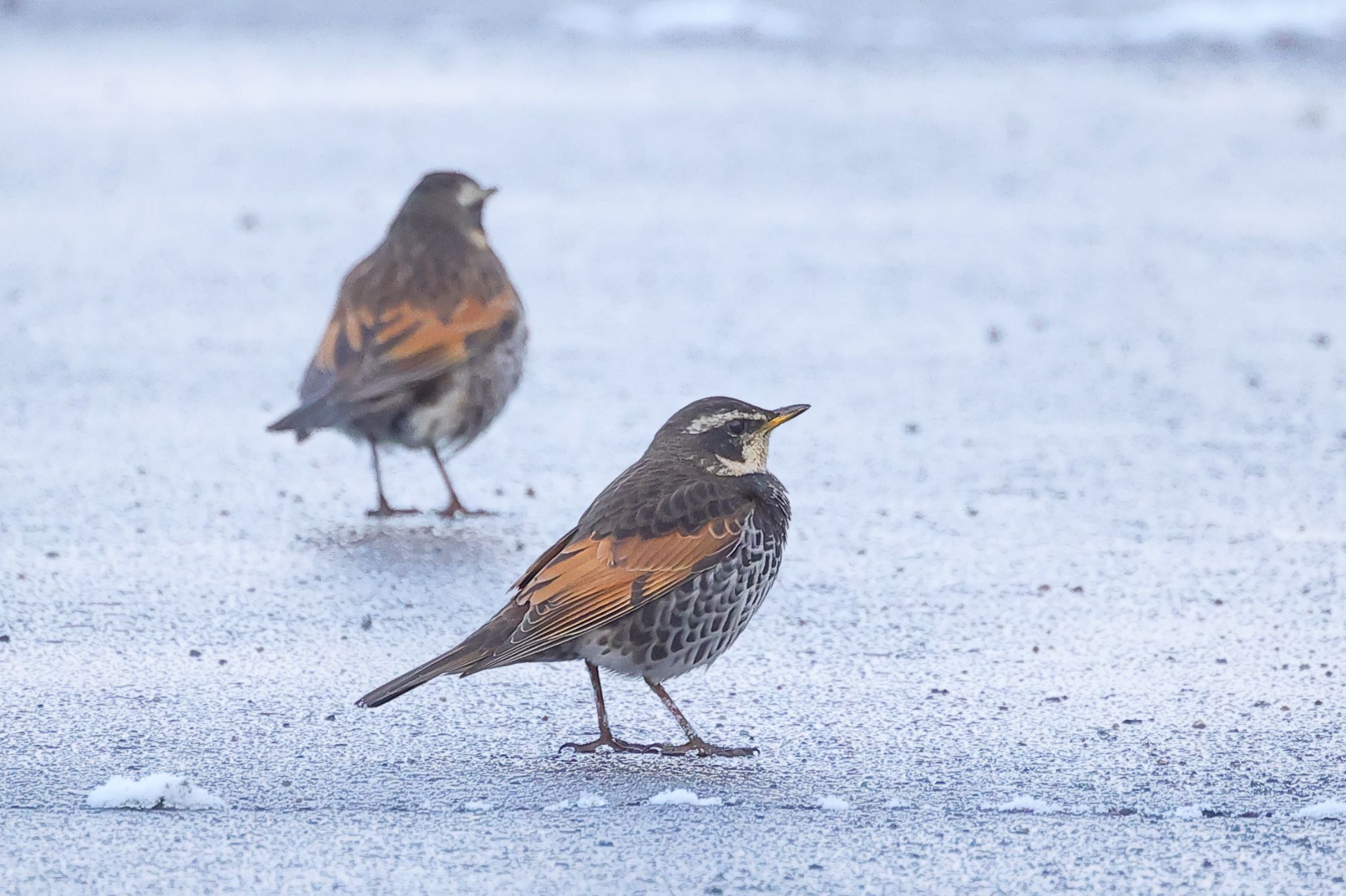 Photo of Dusky Thrush at  by トシさん