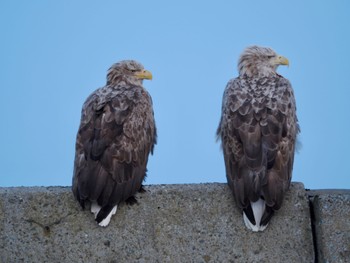 White-tailed Eagle 尾岱沼 Sun, 2/25/2024