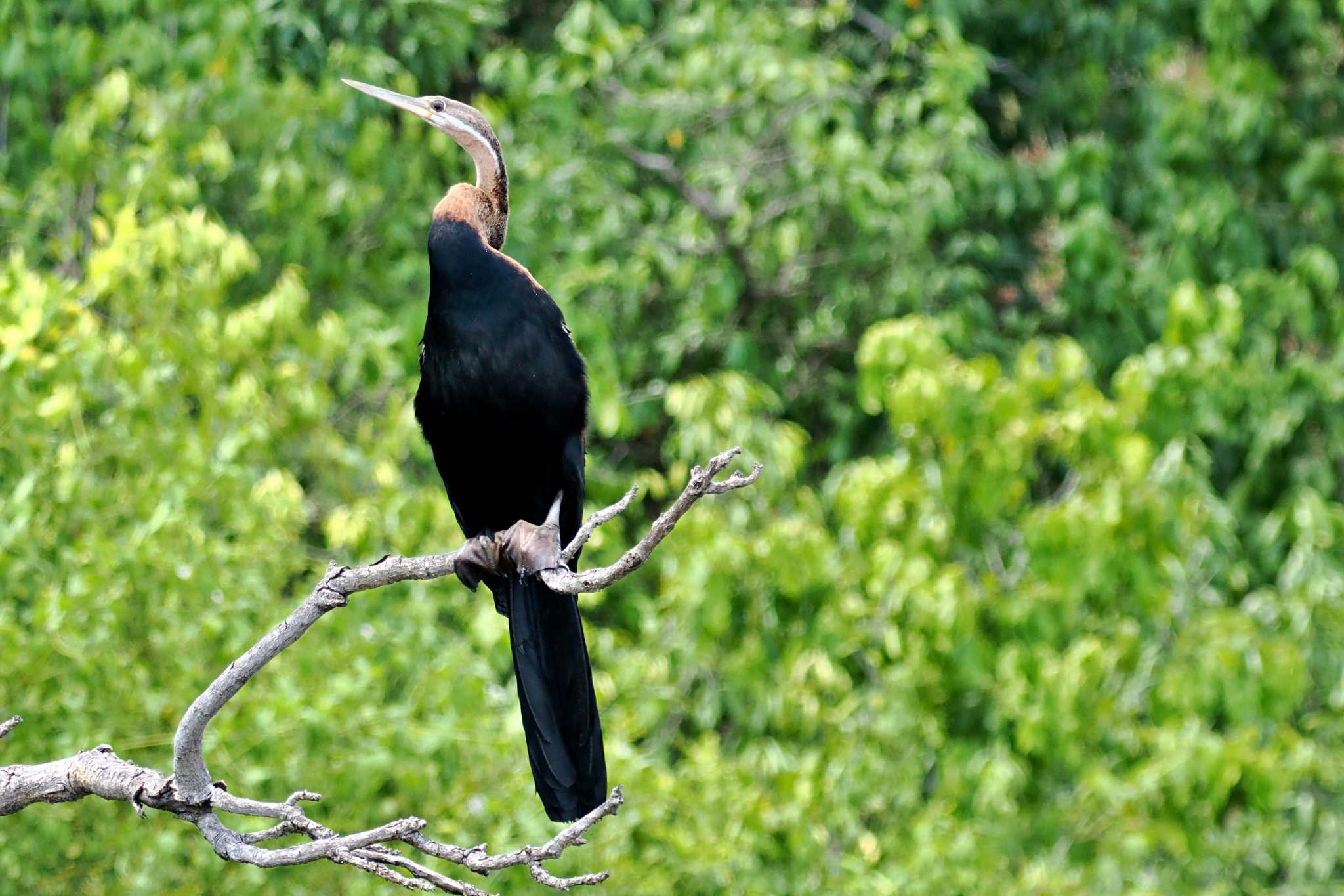 Photo of African Darter at ウガンダ by 藤原奏冥