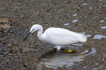 Little Egret 赤根川 Sun, 2/18/2024