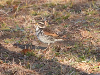 Dusky Thrush まつぶし緑の丘公園 Fri, 1/5/2024