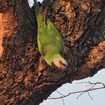 Red-breasted Parakeet スコータイ遺跡公園 Fri, 3/8/2024