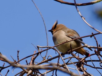 Japanese Waxwing 横浜市 Fri, 3/22/2024