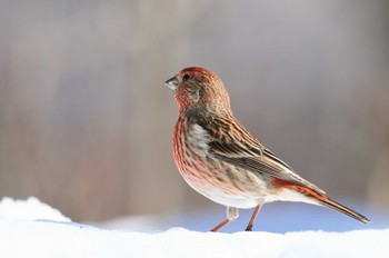 Pallas's Rosefinch Saitama Prefecture Forest Park Thu, 3/7/2024